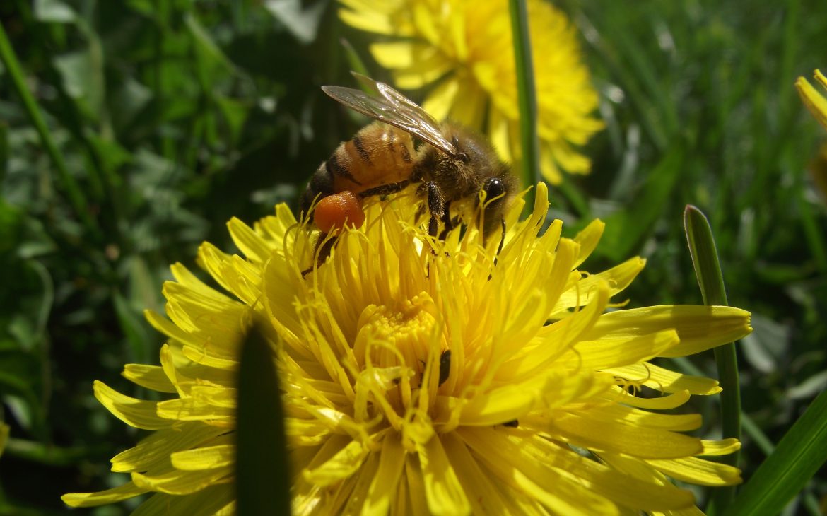 La préservation des abeilles : une lutte quotidienne