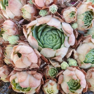 🌵 ils ont fait du nimporte quoi, mais j'aime ça 🌵 

#ete #cactus #soleil #nature #auvergne