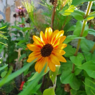 La beauté est éphémère dans le temps, mais elle reste subjective. 

#fleur #automne #auvergne #plante #nature #photo #soleil #philo #tournesol #flower
