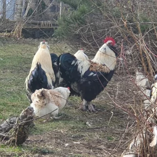 Une journée ensoleillée et pleine de belles rencontres ! 

#poule #coq #animaux #nature #auvergne